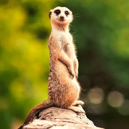 Suricate1.jpg