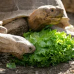 Tortue-sillonnee-06062021-4-scaled-3.jpg