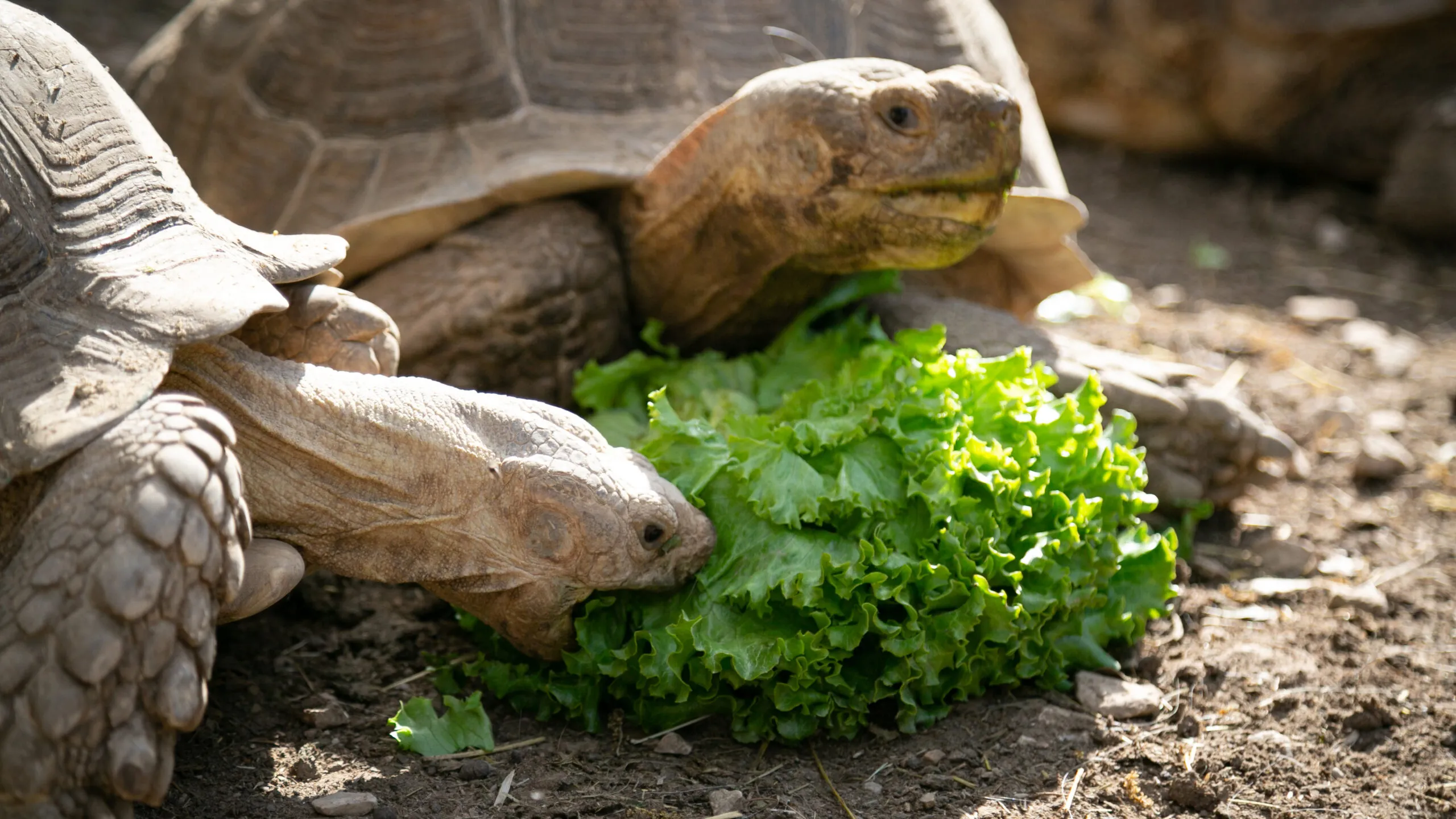 Tortue-sillonnee-06062021-4-scaled-3.jpg