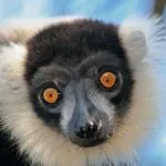 Vari-noir-et-blanc1.jpg
