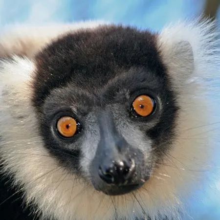 Vari-noir-et-blanc1.jpg