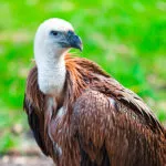 Vautour-fauve1.jpg