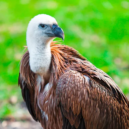 Vautour-fauve1.jpg