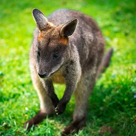 Wallaby1.jpg