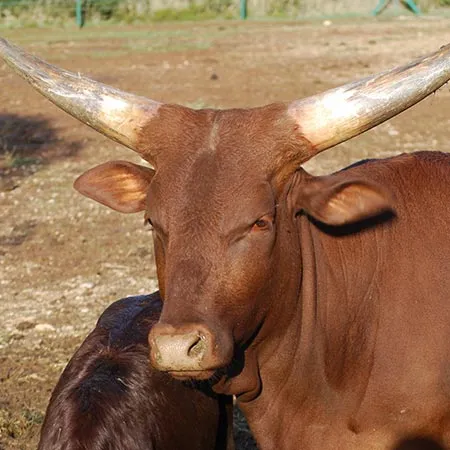 Watusi1.jpg