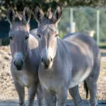 Somalia donkey