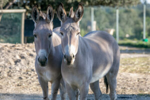 Somalia donkey