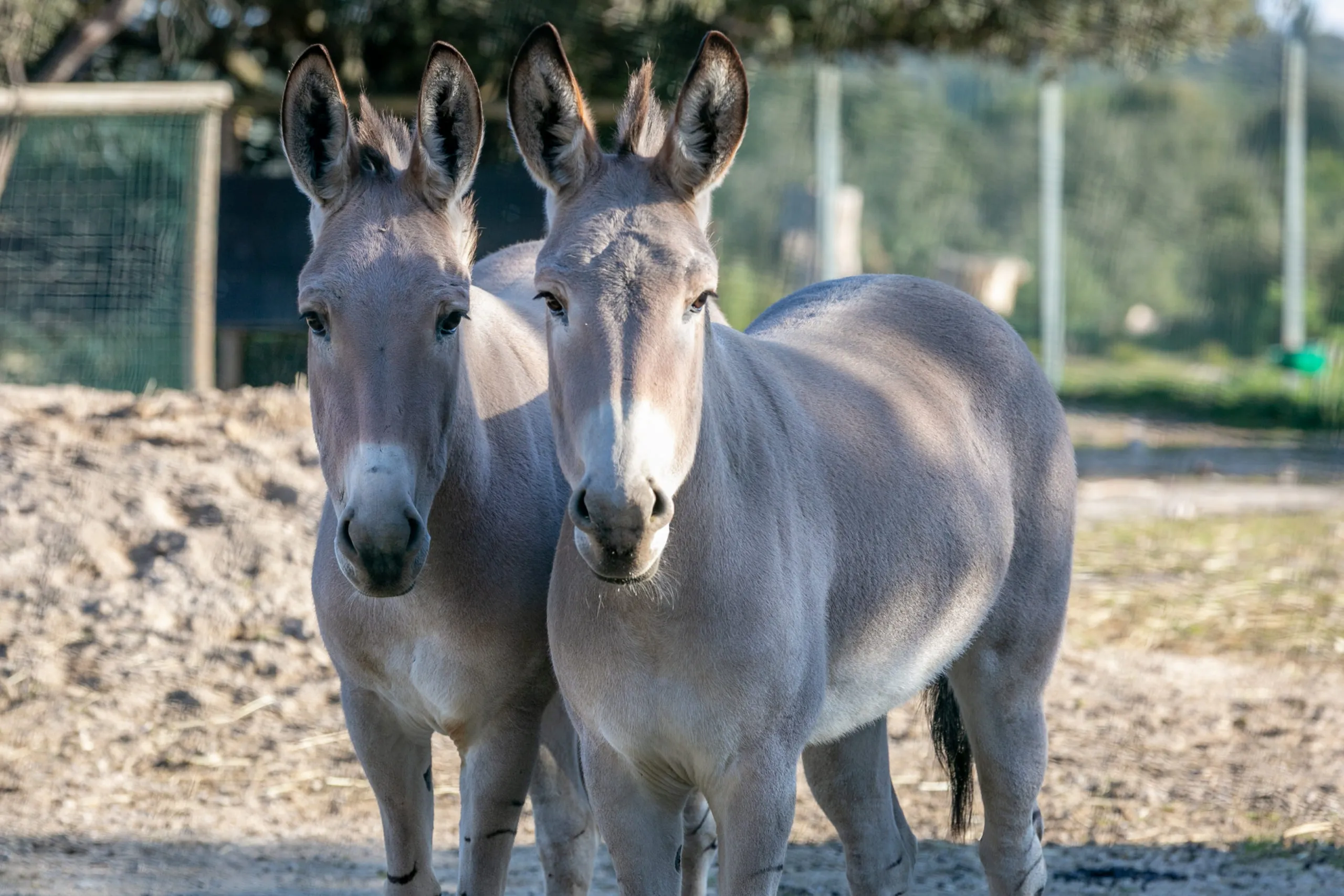 Somalia donkey