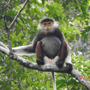 La biodiversité du Laos – association Anoulak