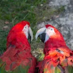Chloropteran macaw