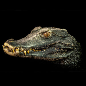 Cuvier’s dwarf caiman