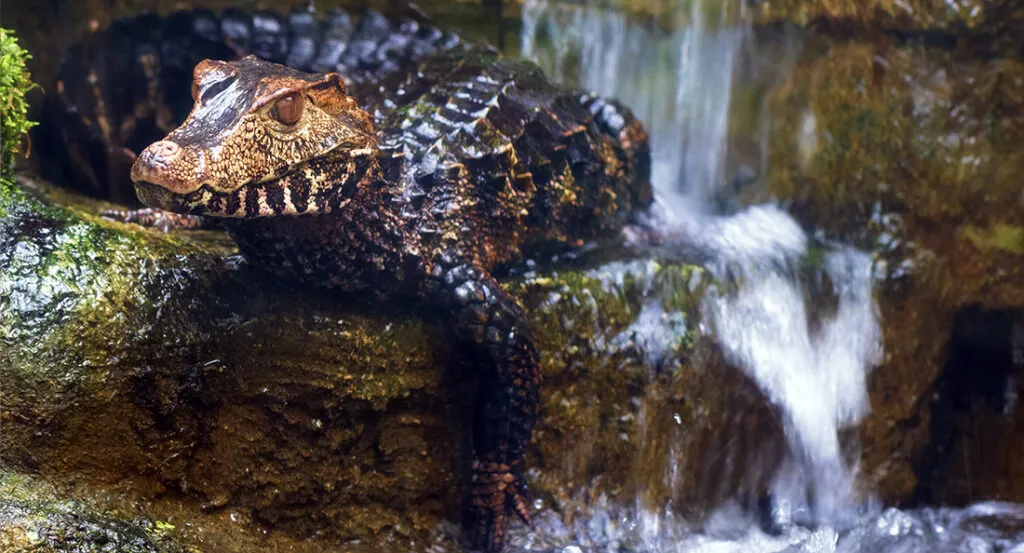 caiman_nain_fiche.jpg