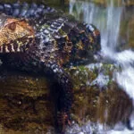caiman_nain_fiche.jpg