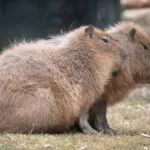 capybara-30012021-1-scaled-1.jpg