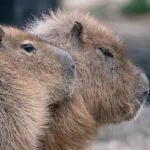 capybara-30012021-2-1-1.jpg