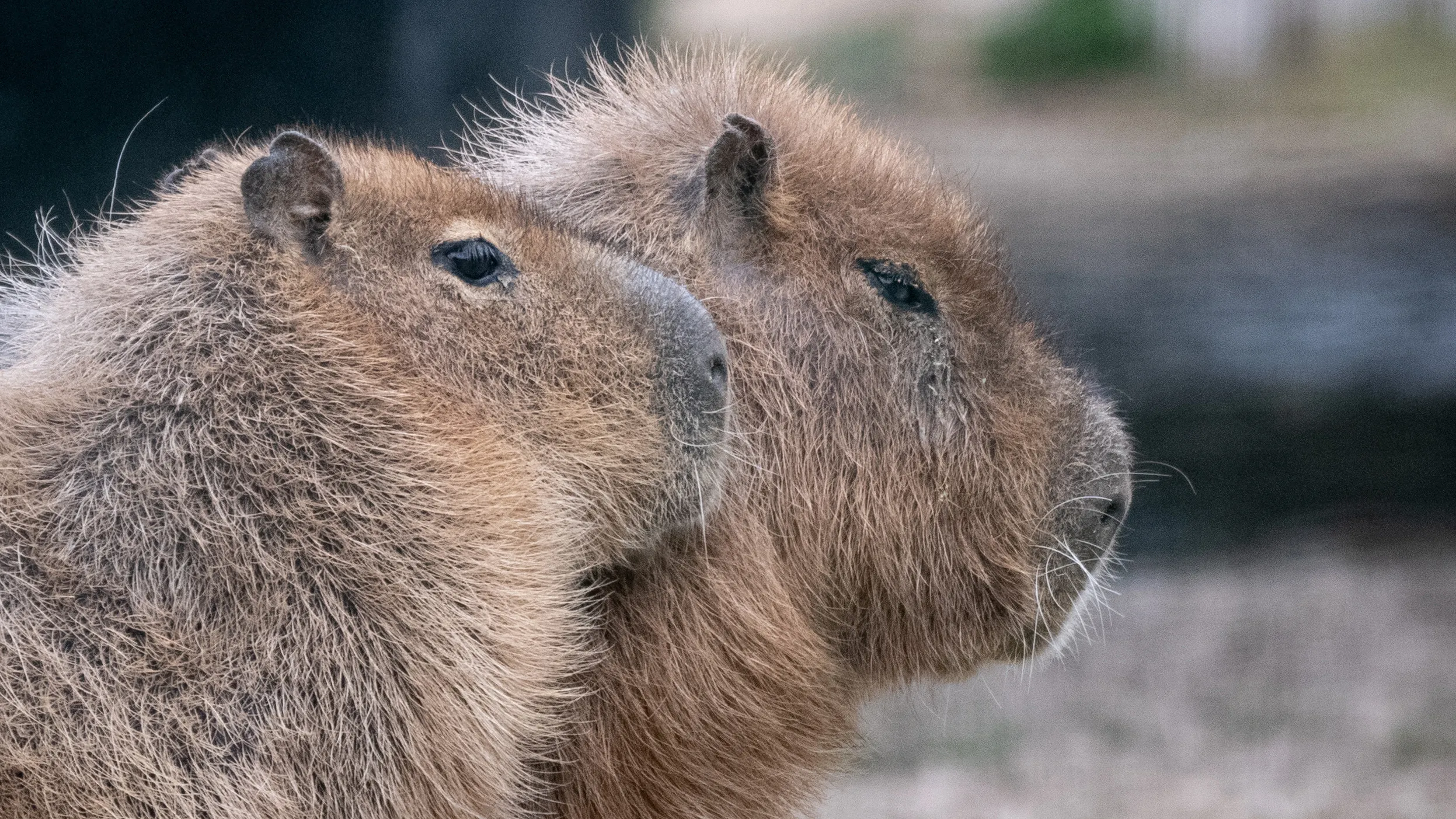 capybara-30012021-2-1-1.jpg