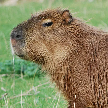 Capybara