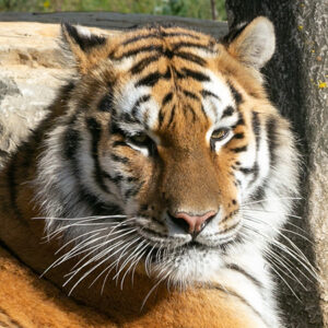 Tigres de Sibérie – Wildcats Conservation Alliance