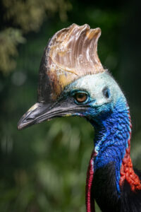 Casoar à casque