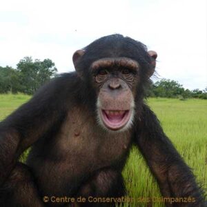 Centre de Conservation pour Chimpanzés