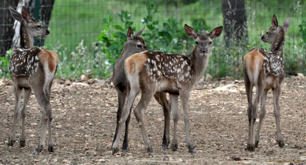 cerfs_2.jpg