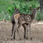 cerfs_2.jpg