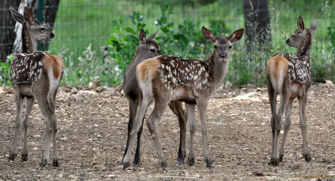 cerfs_2.jpg
