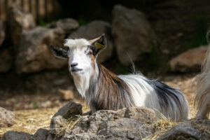 Dwarf goat
