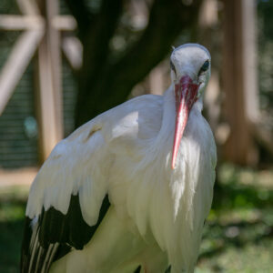White Stork