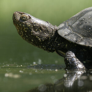 European pond turtle