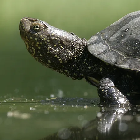 European pond turtle