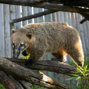 Ring-tailed Coati