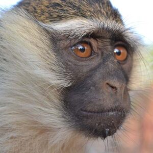 Singes du Bénin – Association ATO