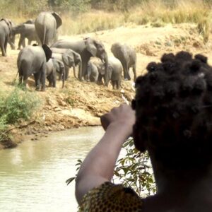 Eléphants – Association Des Eléphants et des Hommes