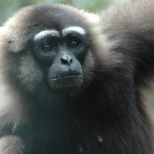 Gibbon d’Indonésie – Association Kalaweit