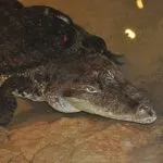 crocodile-du-nil1.jpg