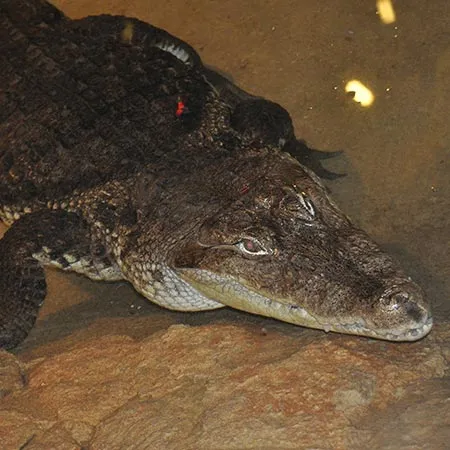crocodile-du-nil1.jpg