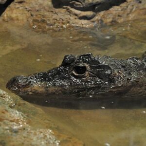 Miniature crocodile