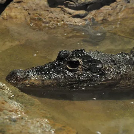 Miniature crocodile