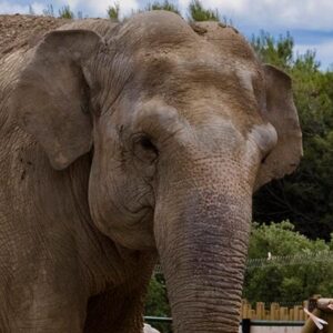 Asian Elephant
