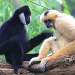 fiche-gibbon.jpg