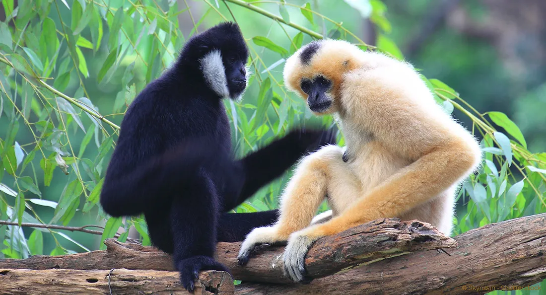 fiche-gibbon.jpg