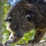 fiche_binturong.jpg