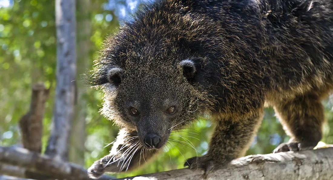 fiche_binturong.jpg