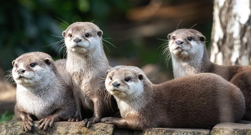 fiche_loutre.jpg