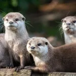fiche_loutre.jpg