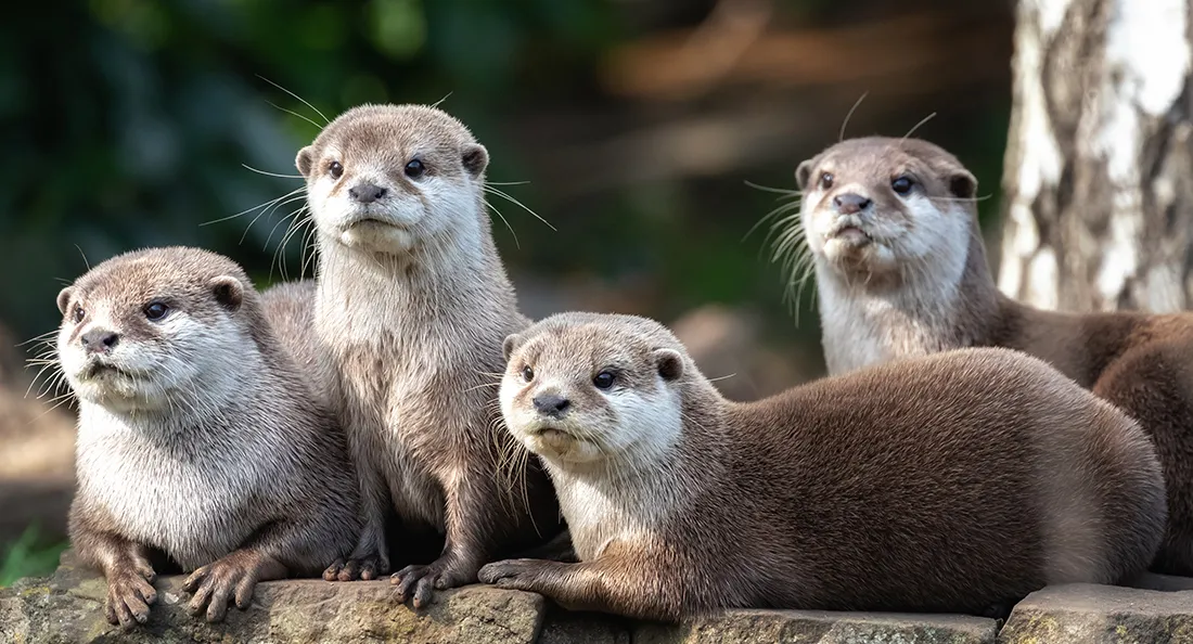 fiche_loutre.jpg
