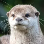 Asian otter