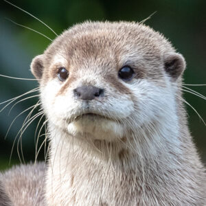 Asian otter