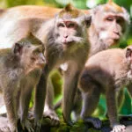 fiche_macaque_crabier.jpg